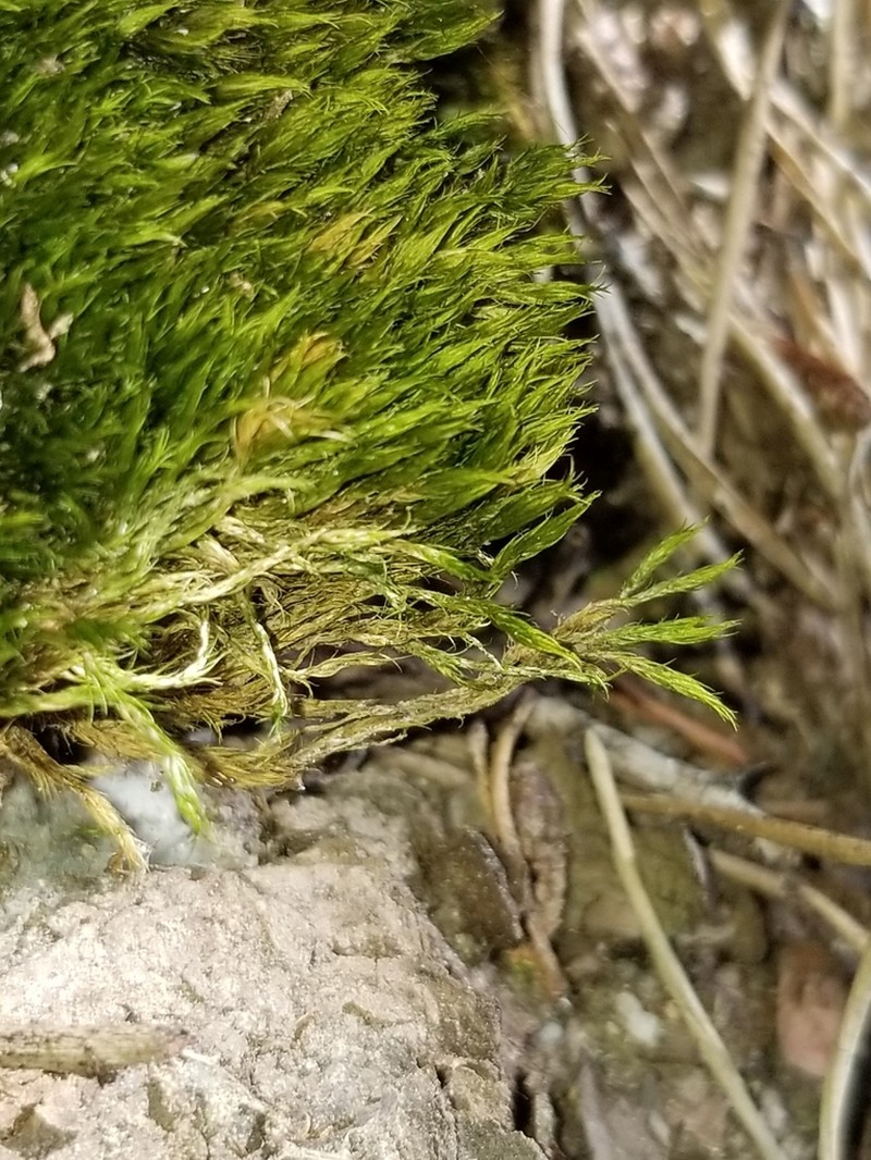 Tallul Campylopus Moss photo 4