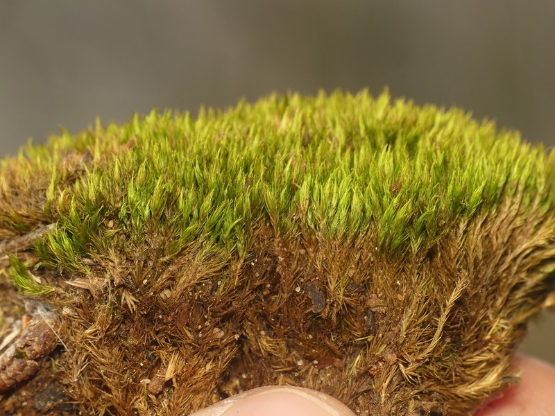 Tallul Campylopus Moss photo 5