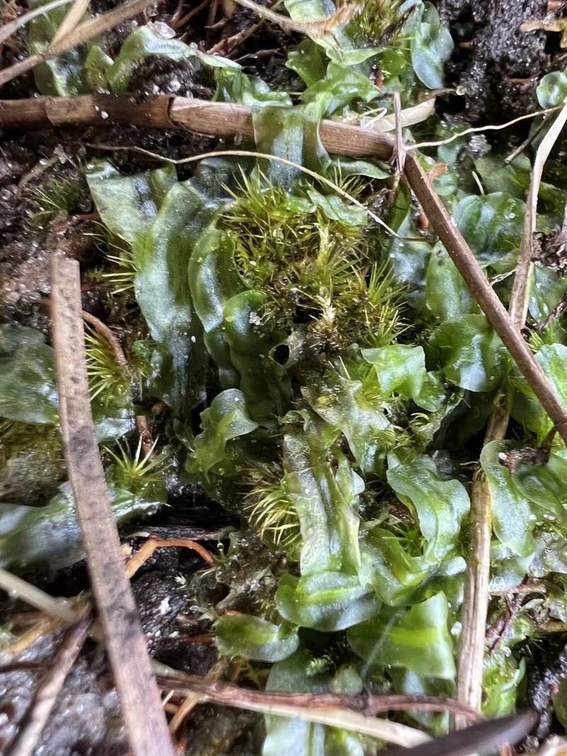 Tallul Campylopus Moss photo 6