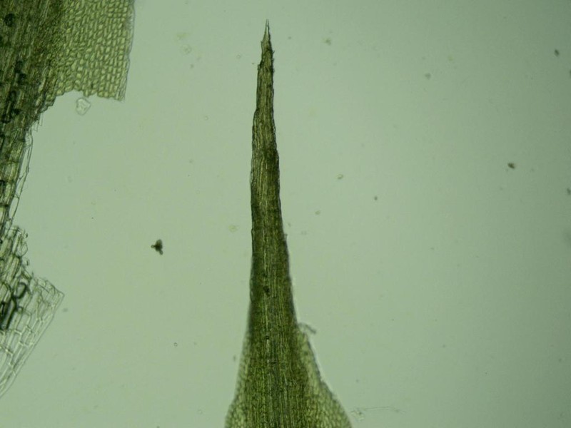 Tallul Campylopus Moss photo 7