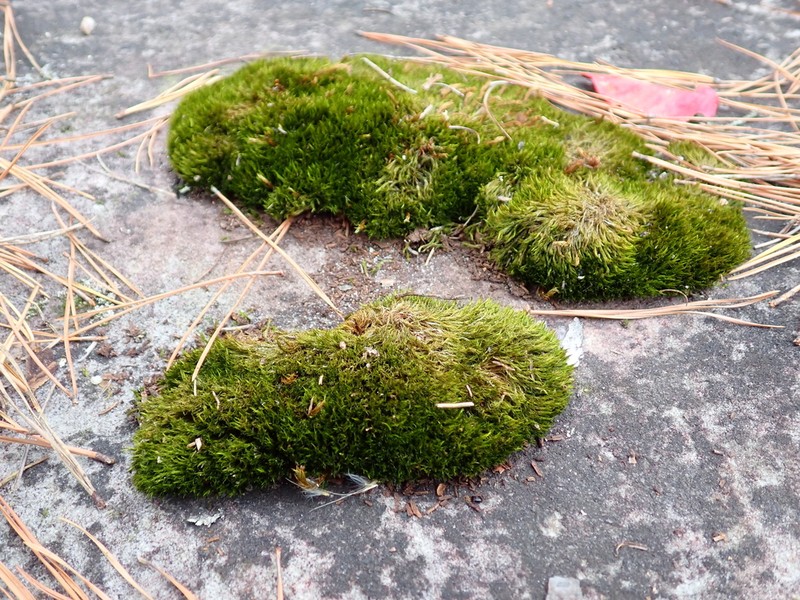 Tallul Campylopus Moss photo 8