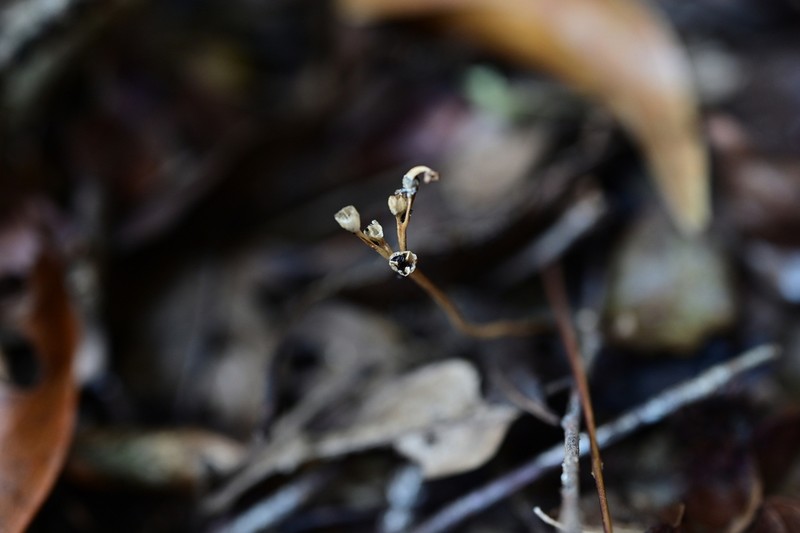 Campylosiphon saundersii