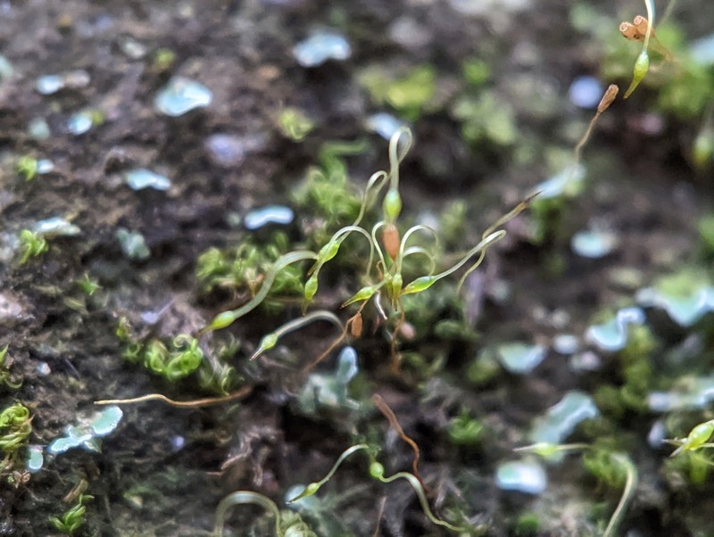 Campylostelium Moss