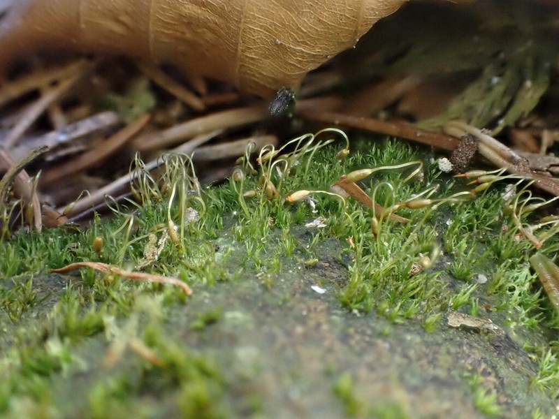 Campylostelium Moss photo 2