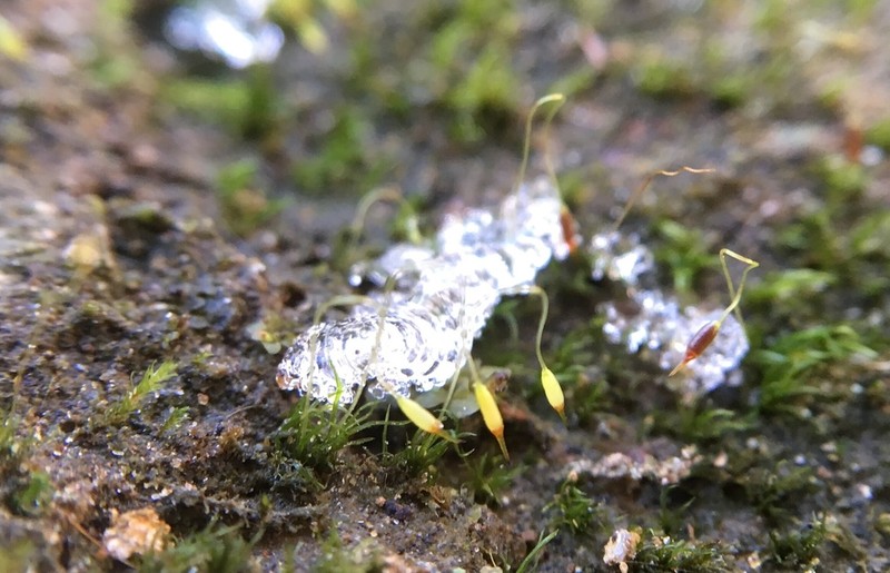 Campylostelium Moss photo 3