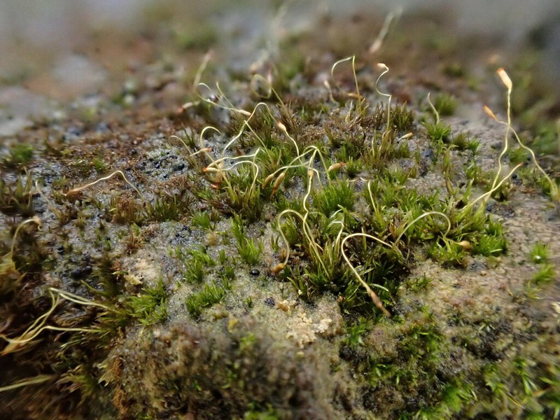 Campylostelium Moss photo 4