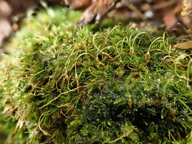 Campylostelium Moss photo 5