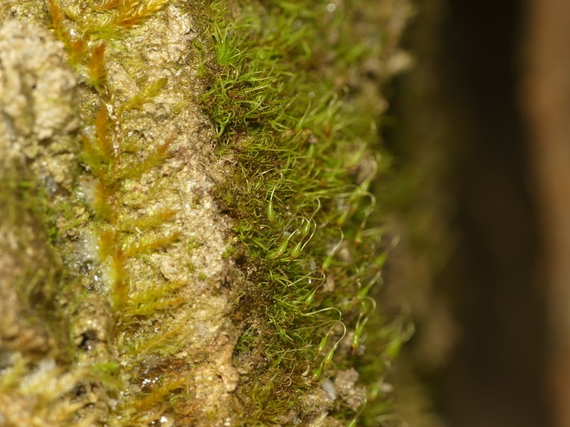 Campylostelium Moss photo 6