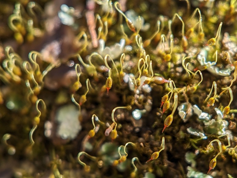 Campylostelium Moss photo 7