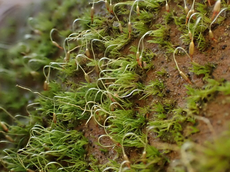Campylostelium Moss photo 8