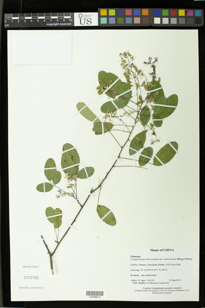Campylotropis macrocarpa var. macrocarpa