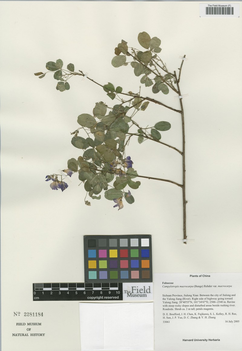 Campylotropis macrocarpa var. macrocarpa photo 2