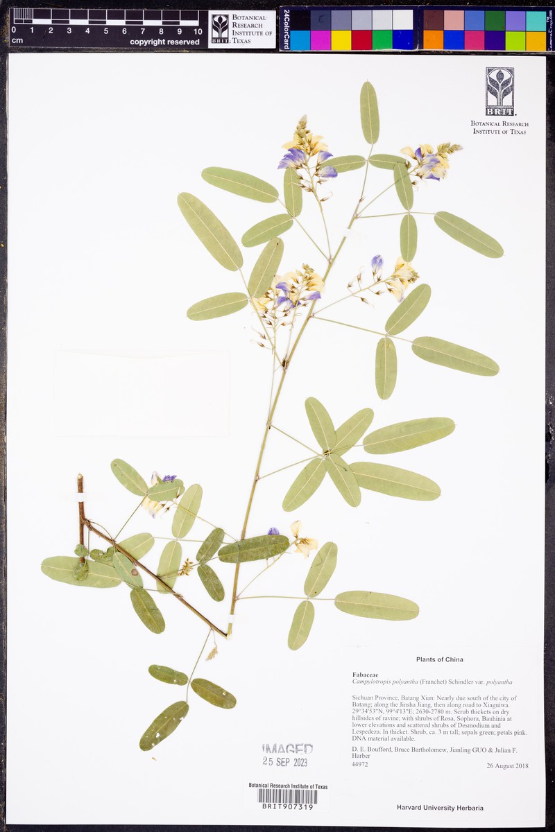 Campylotropis polyantha var. polyantha