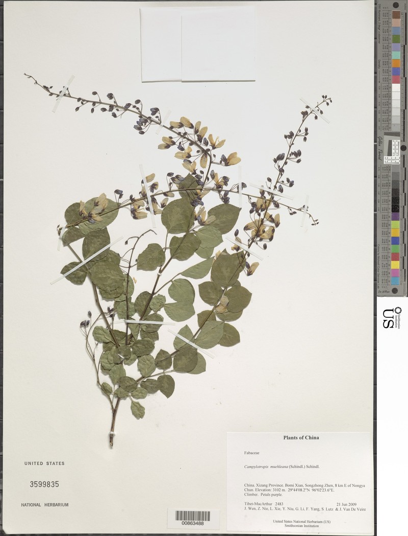 Campylotropis polyantha var. polyantha photo 2