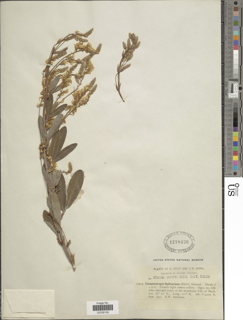 Campylotropis trigonoclada var. trigonoclada