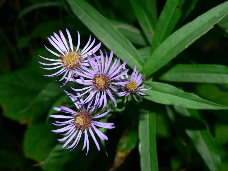 Giant Mountain Aster