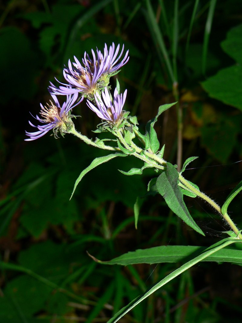 Giant Mountain Aster photo 2
