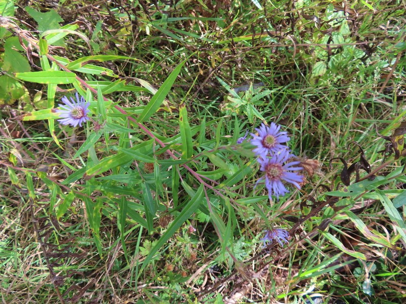 Giant Mountain Aster photo 3