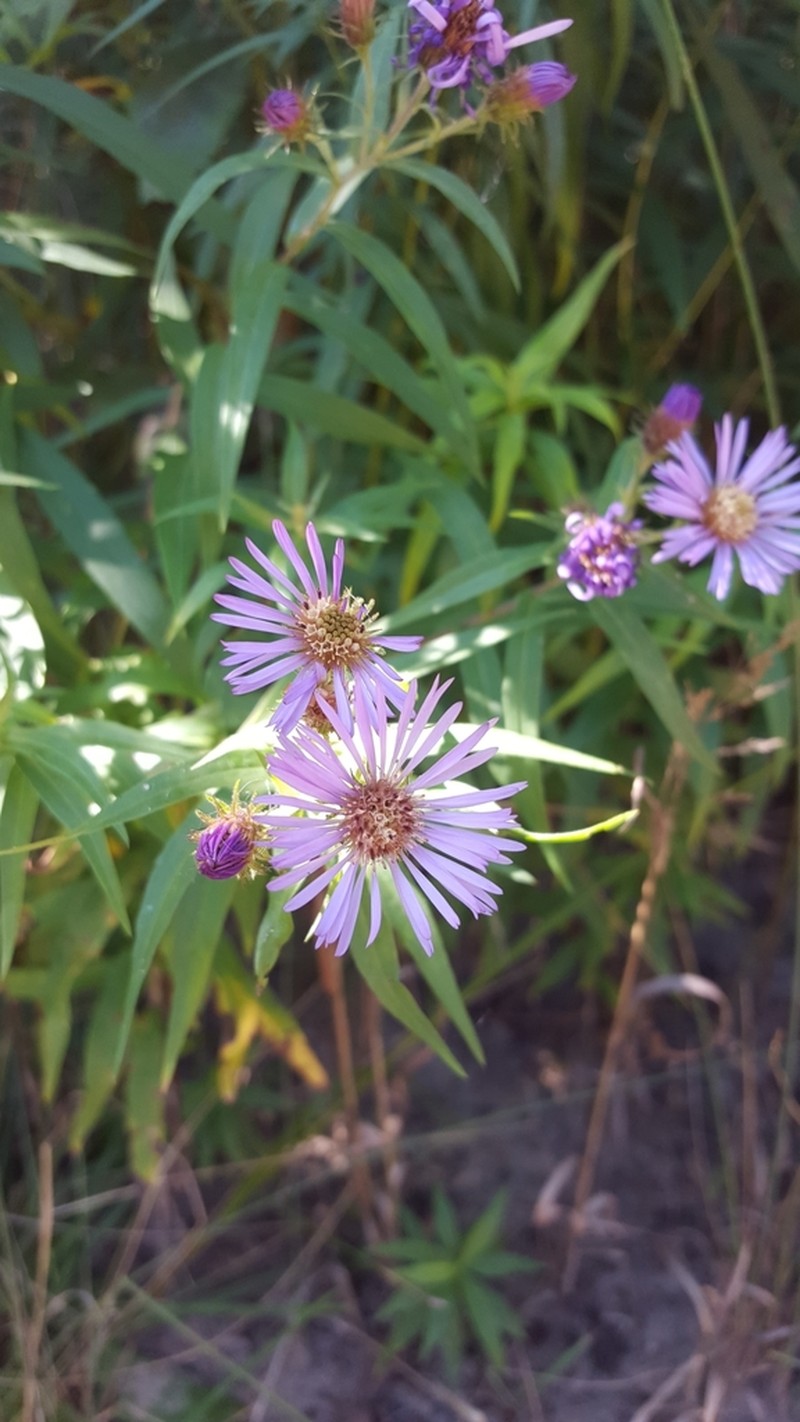 Giant Mountain Aster photo 4