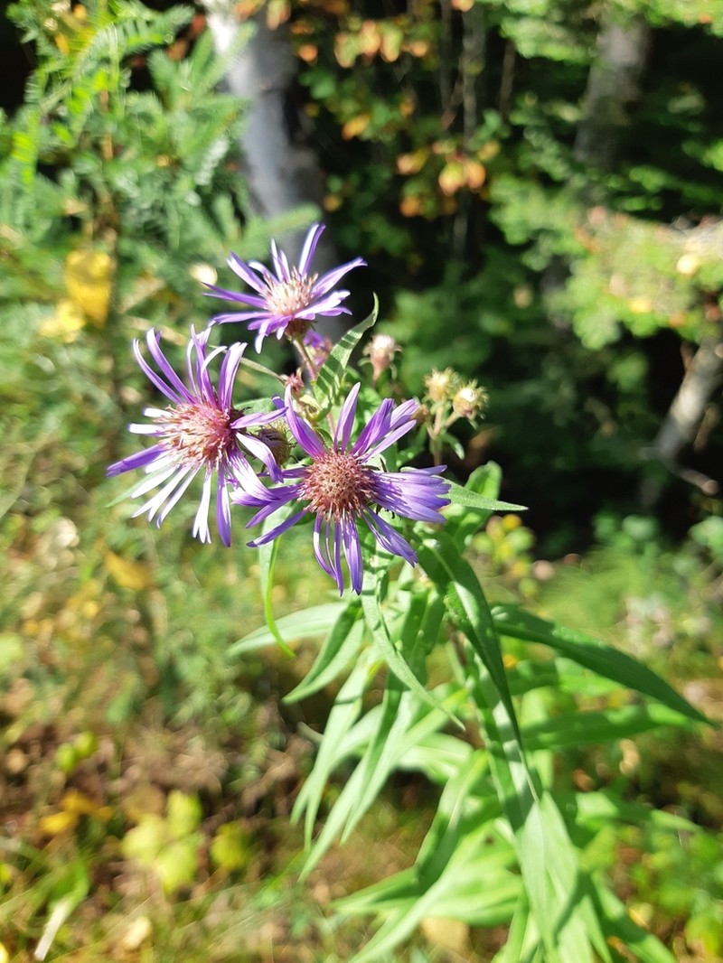 Giant Mountain Aster photo 5