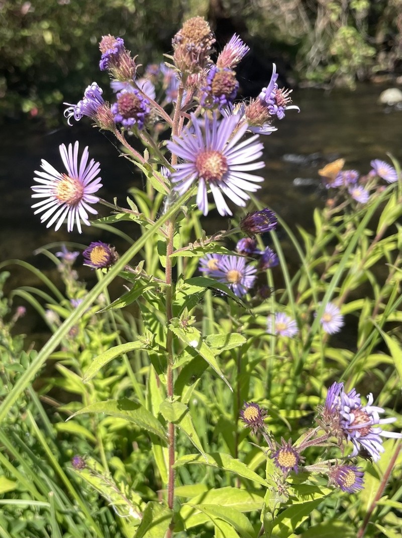 Giant Mountain Aster photo 6