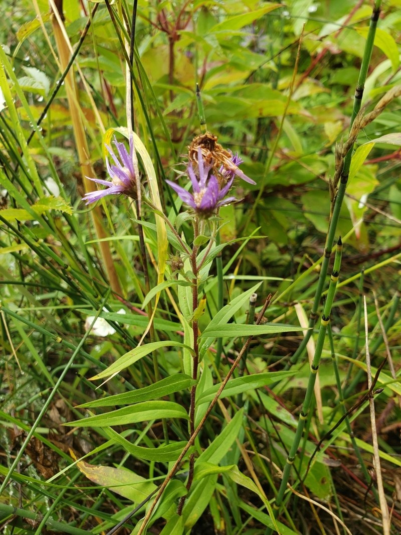 Giant Mountain Aster photo 7
