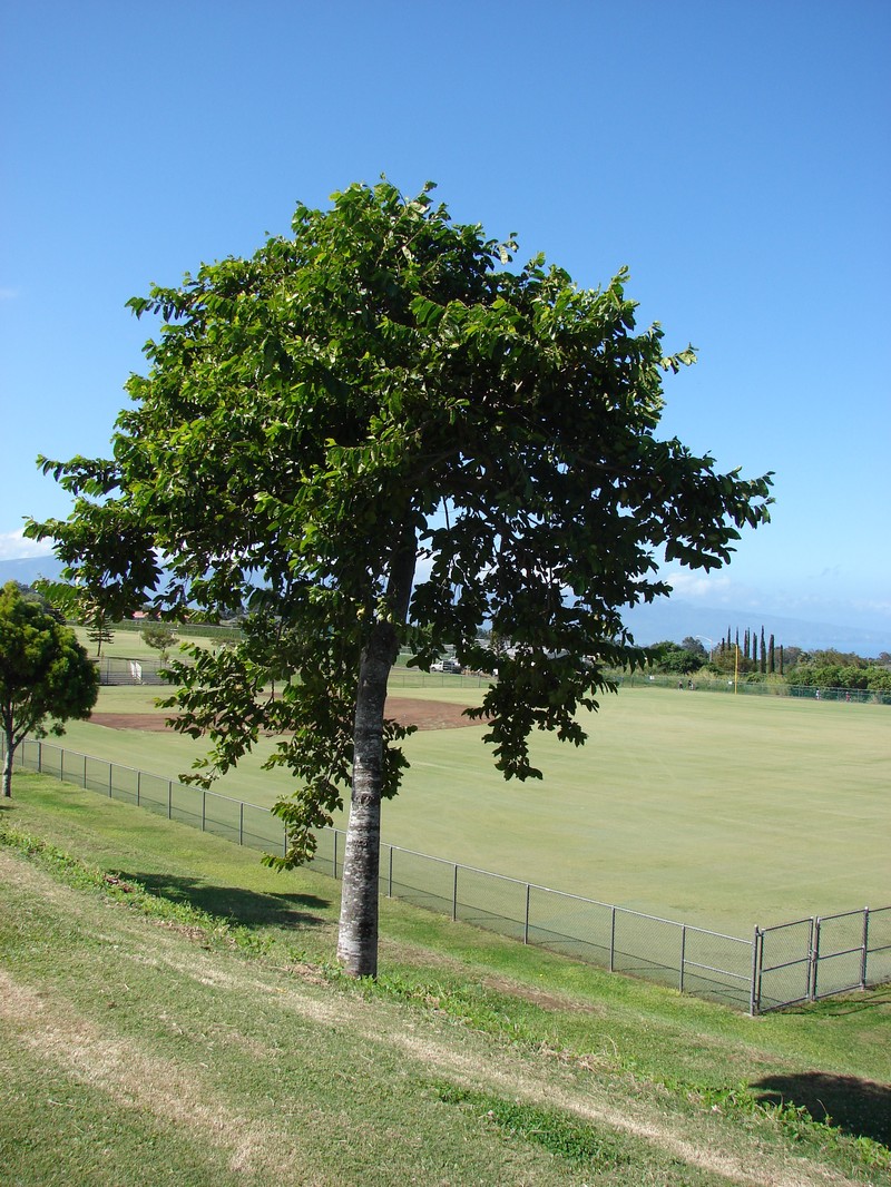 Ilang-Ilang photo 2