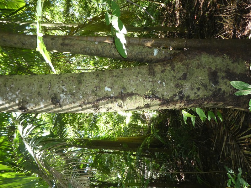 Ilang-Ilang photo 6