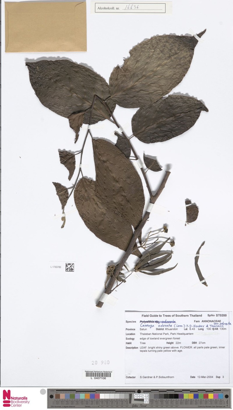 Cananga odorata var. odorata