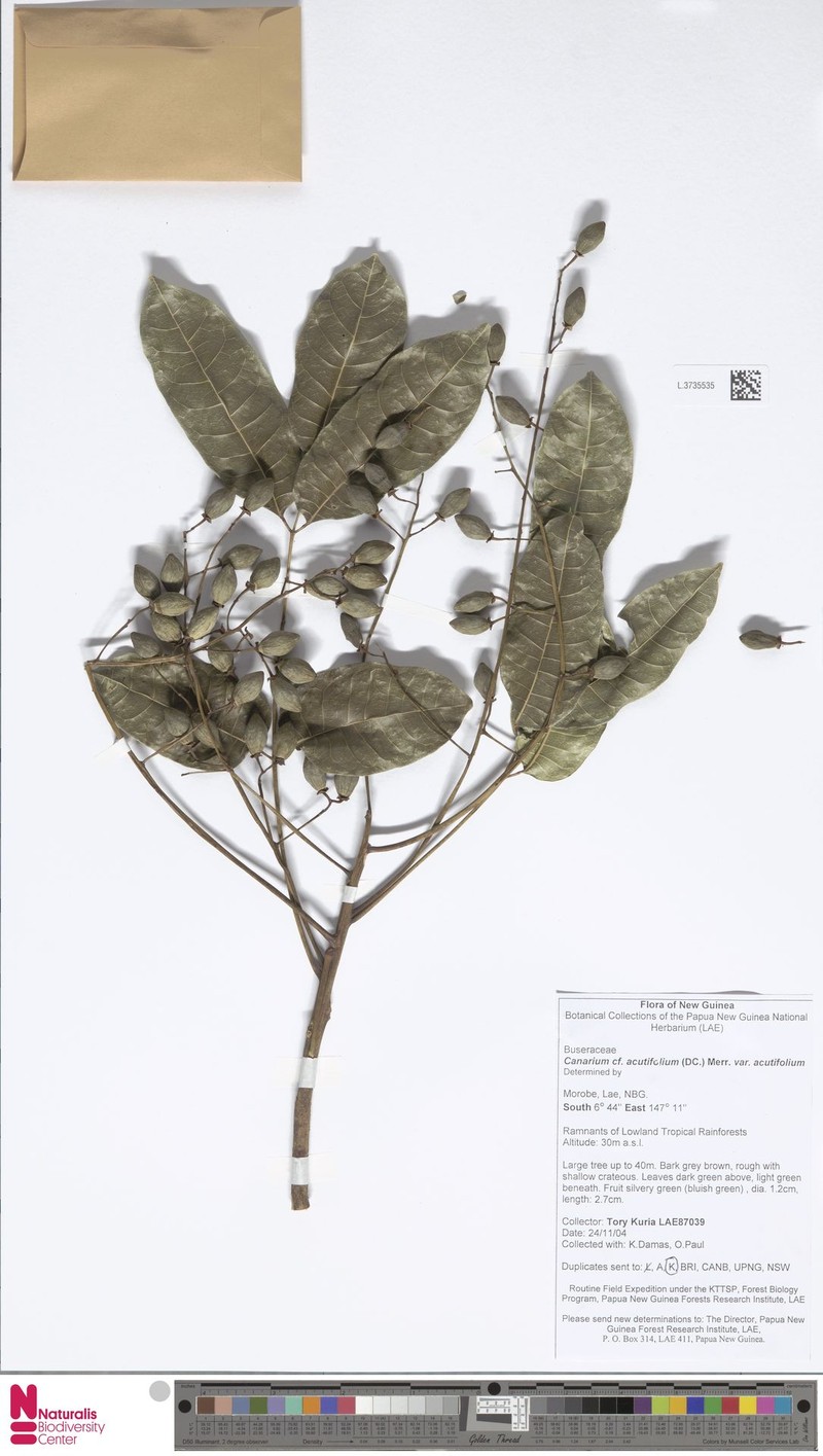 Canarium acutifolium var. acutifolium