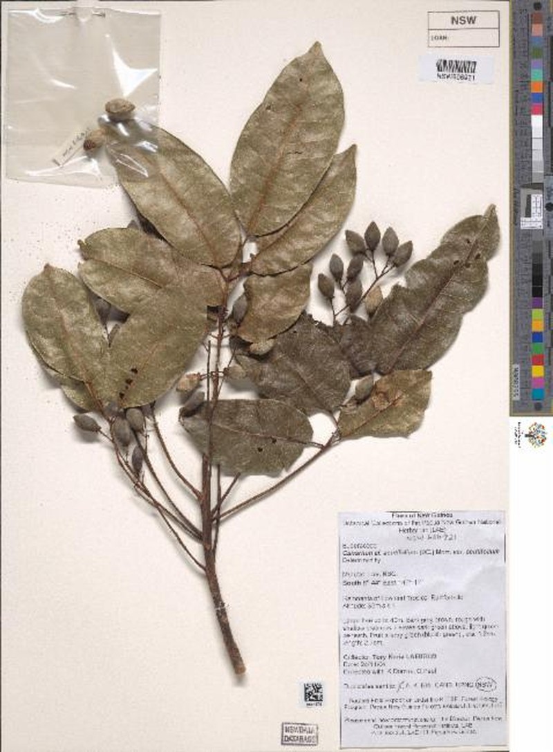 Canarium acutifolium var. acutifolium photo 2