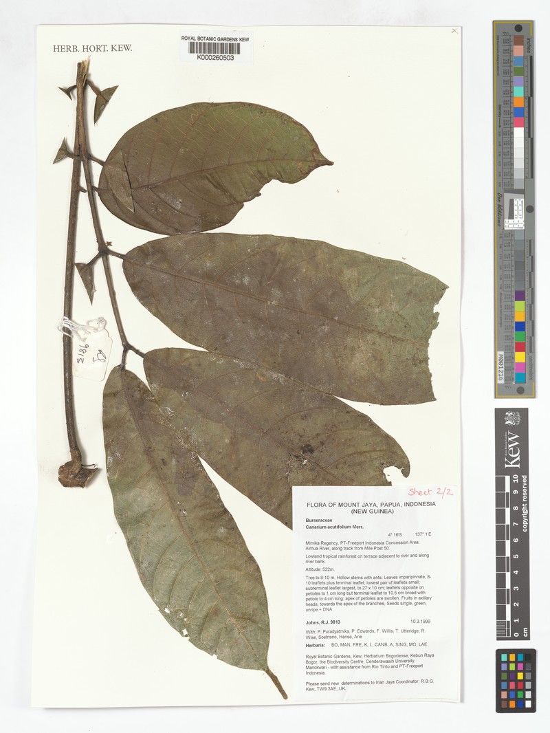 Canarium acutifolium var. acutifolium photo 3