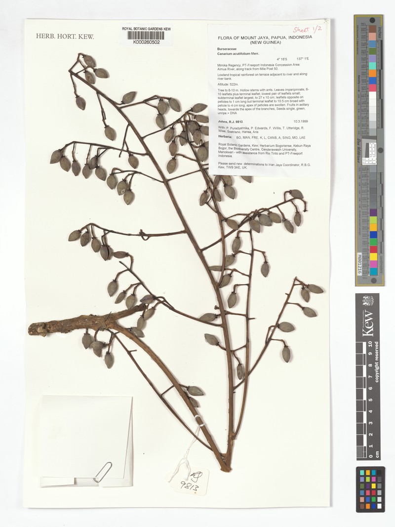 Canarium acutifolium var. acutifolium photo 4