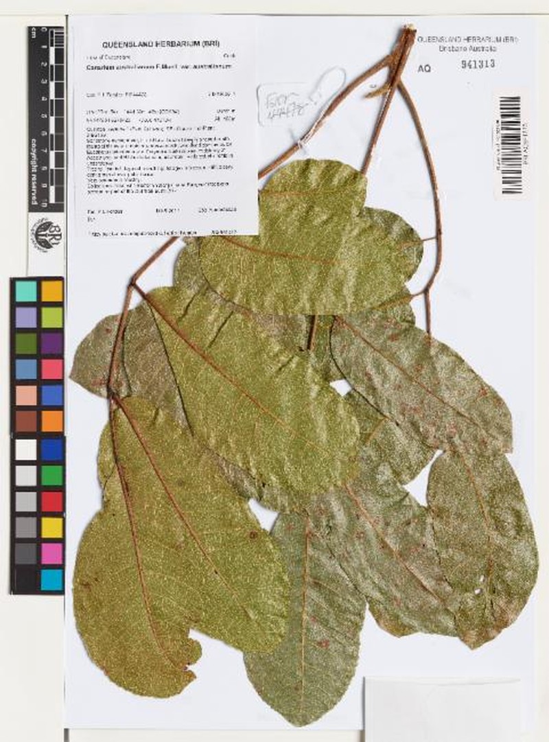 Canarium australianum var. australianum