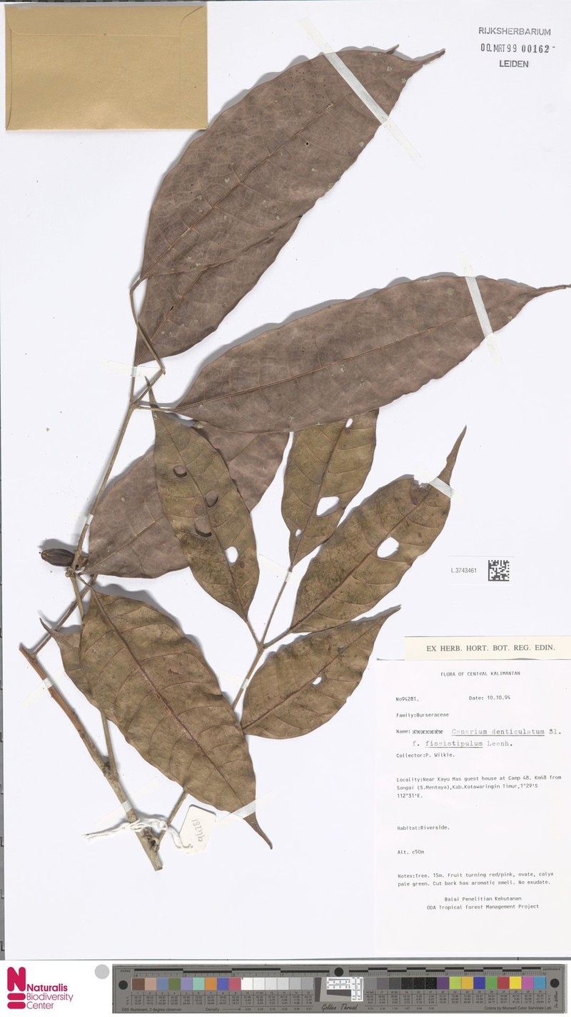 Canarium denticulatum subsp. denticulatum
