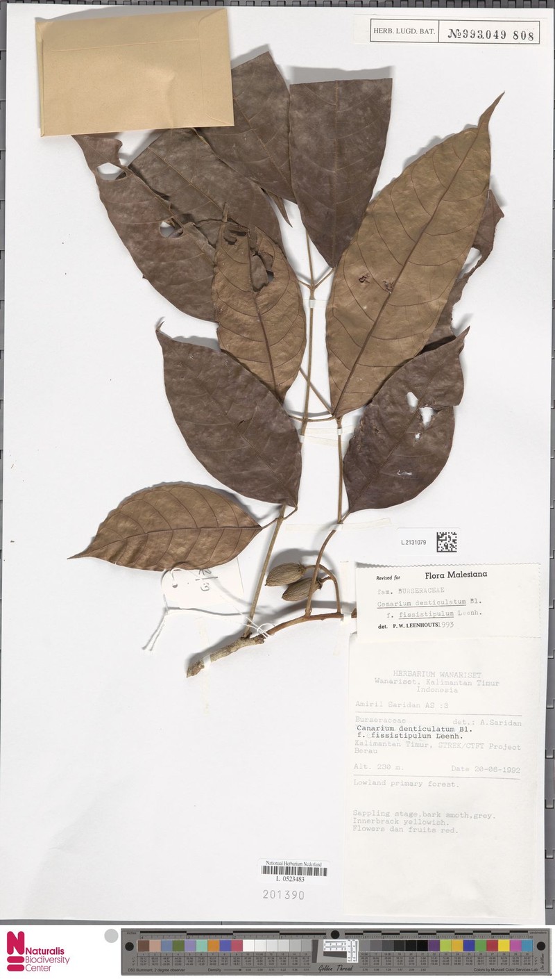 Canarium denticulatum subsp. denticulatum photo 2