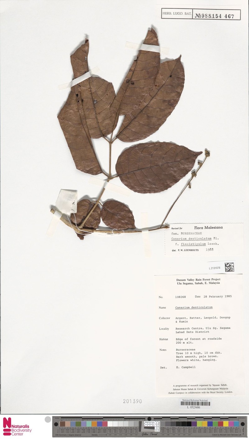 Canarium denticulatum subsp. denticulatum photo 3