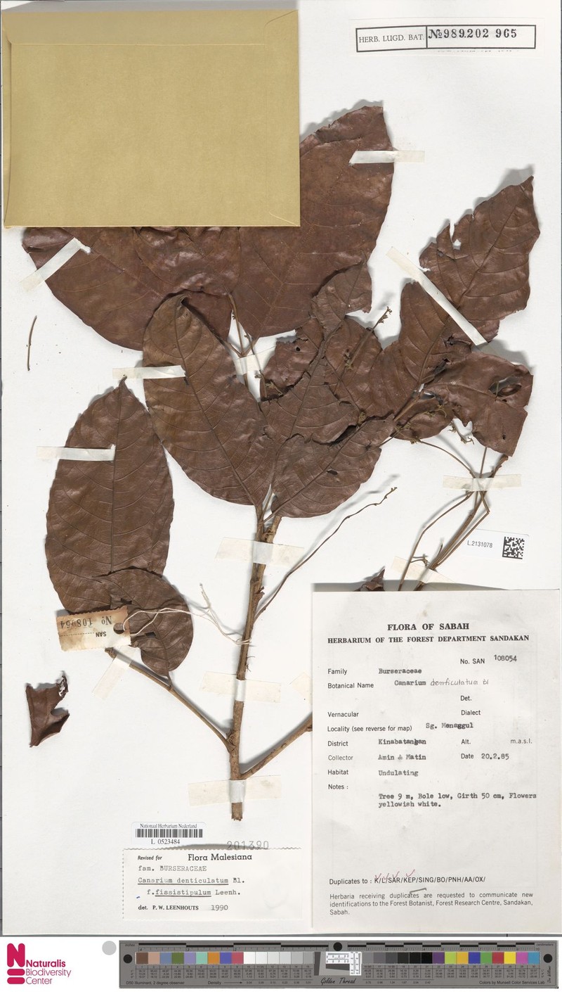 Canarium denticulatum subsp. denticulatum photo 4