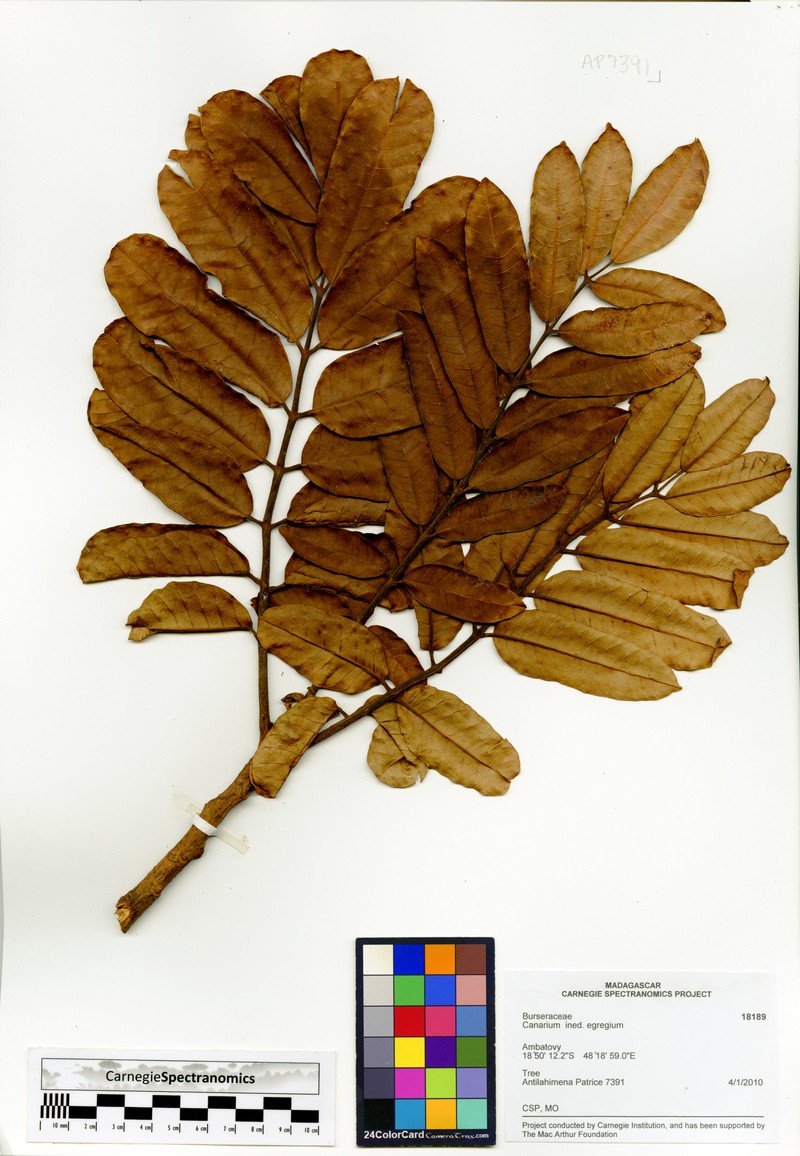 Canarium egregium