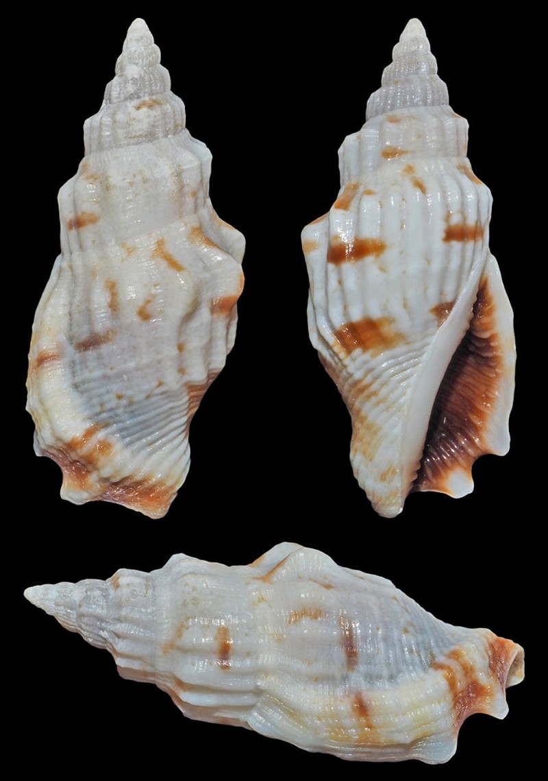 Canarium elegans
