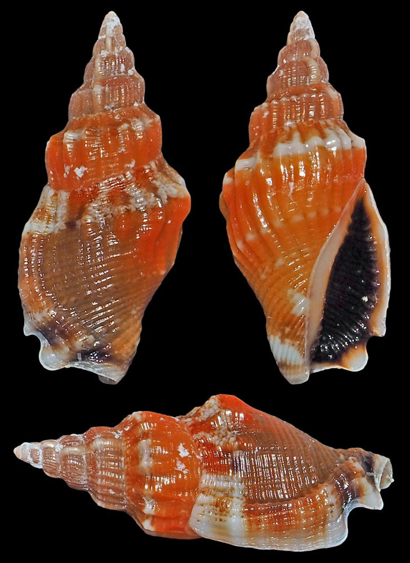 Canarium elegans photo 2