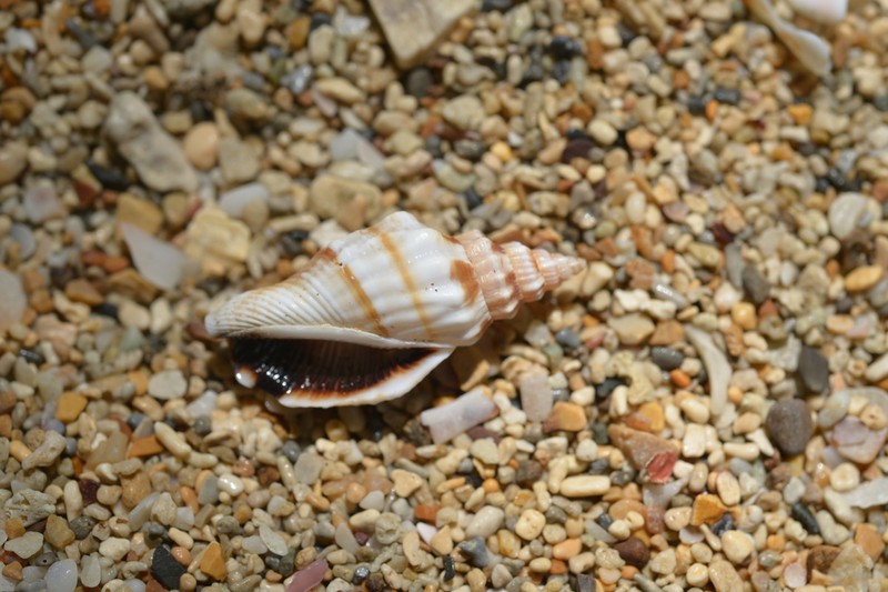 Canarium elegans photo 3
