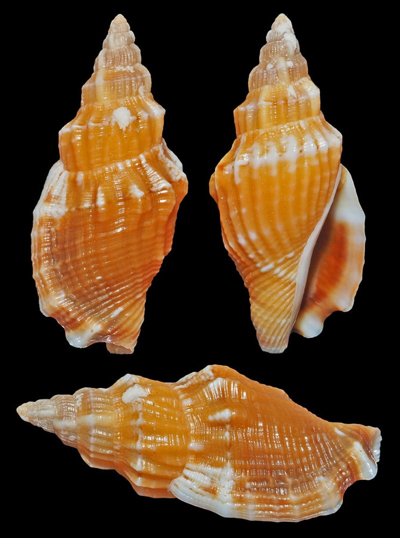 Canarium elegans photo 4