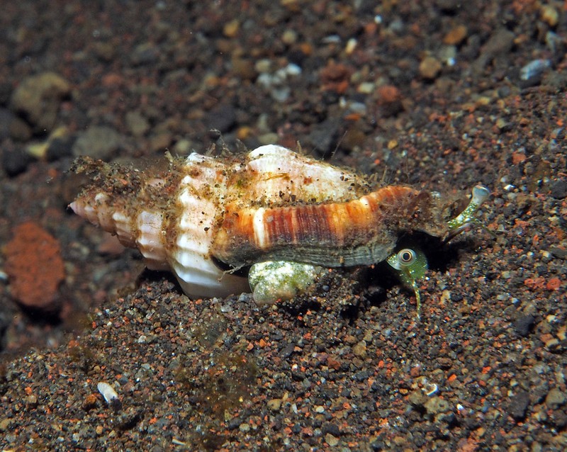Canarium elegans photo 5