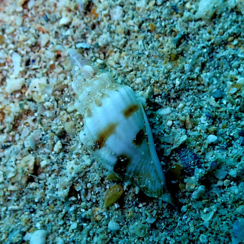 Canarium elegans photo 6