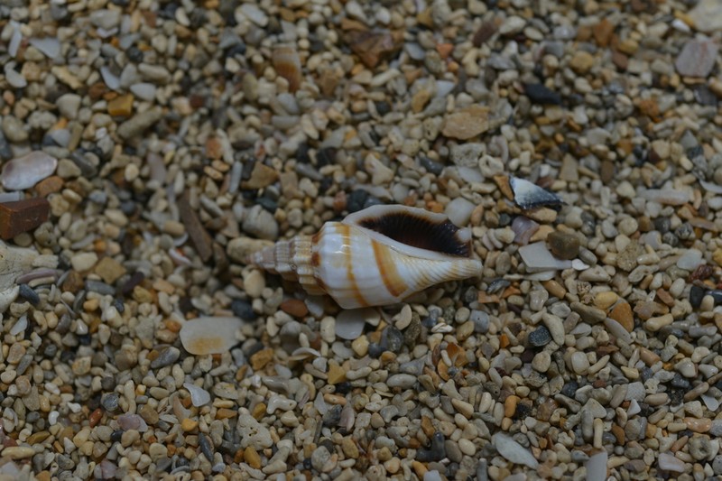 Canarium elegans photo 7