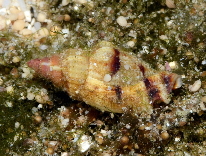 Canarium elegans photo 8