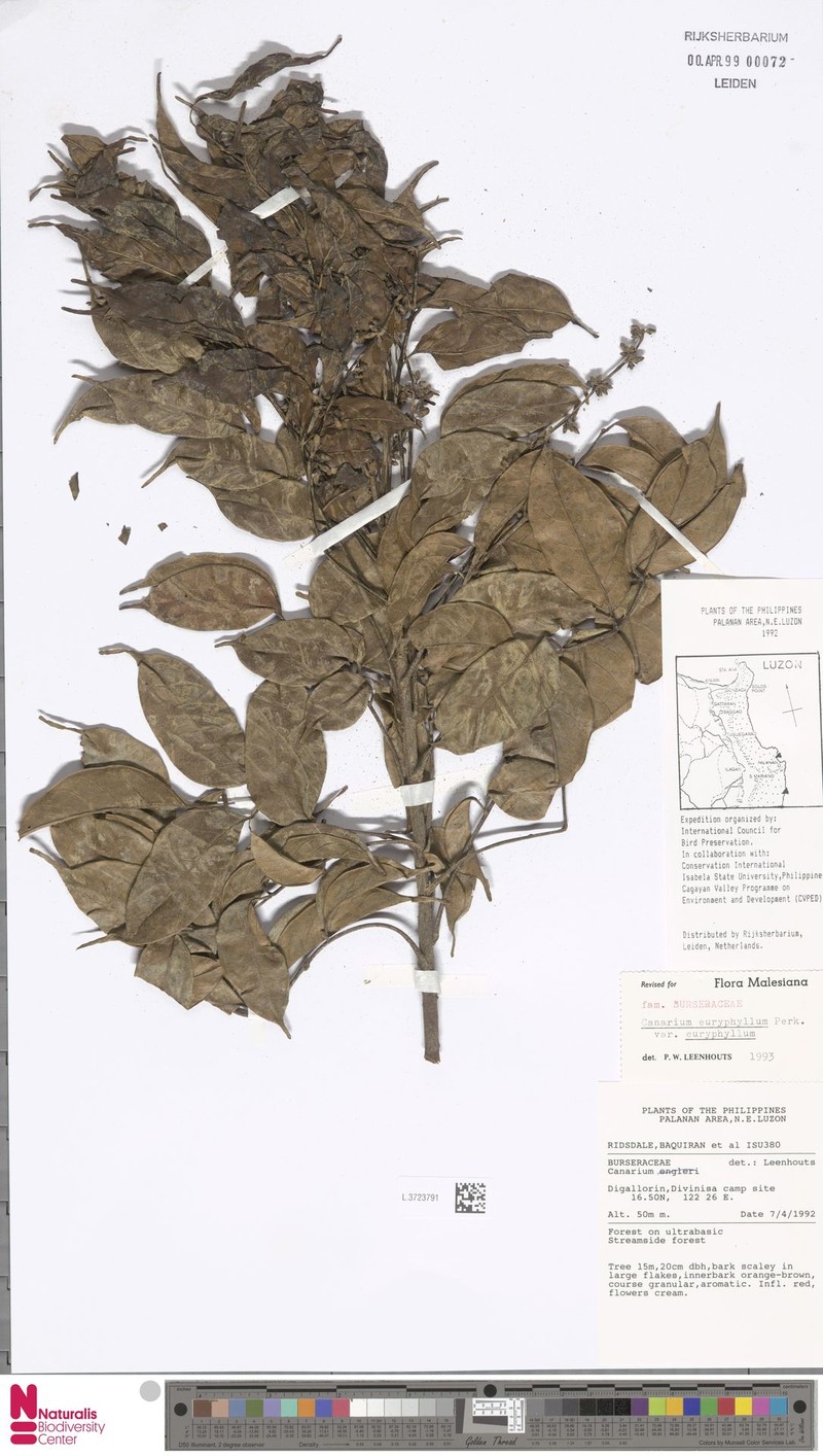 Canarium euryphyllum var. euryphyllum