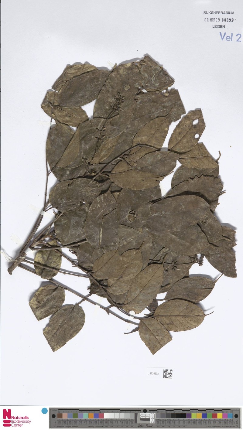 Canarium euryphyllum var. euryphyllum photo 2