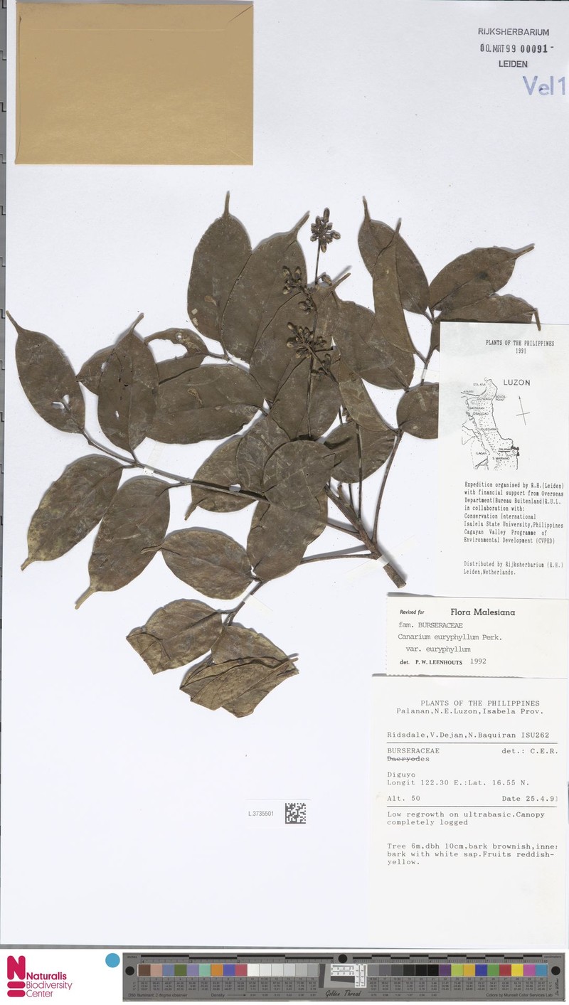 Canarium euryphyllum var. euryphyllum photo 3